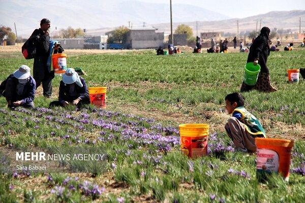 امام جمعه زهک: توسعه سیستان نیازمند مشارکت فکری مردم بومی است