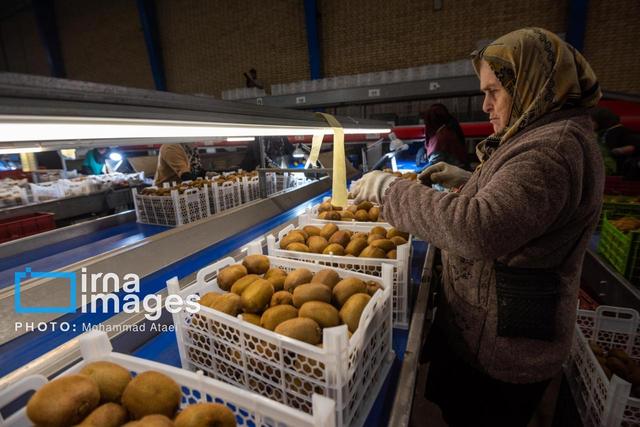افزون بر ۱۵ هزار تن کیوی مازندران به بازارهای جهانی صادر شد