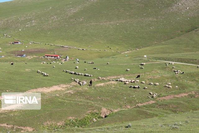 عملیات بیولوژیکی مرتعداری در زرِ جاسب دلیجان با هدف احیای اکوسیستم آغاز شد