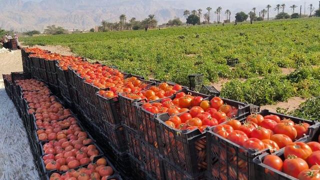 ورود گوجه‌فرنگی نوبر بوشهر به بازار قیمت‌ها را نصف کرد