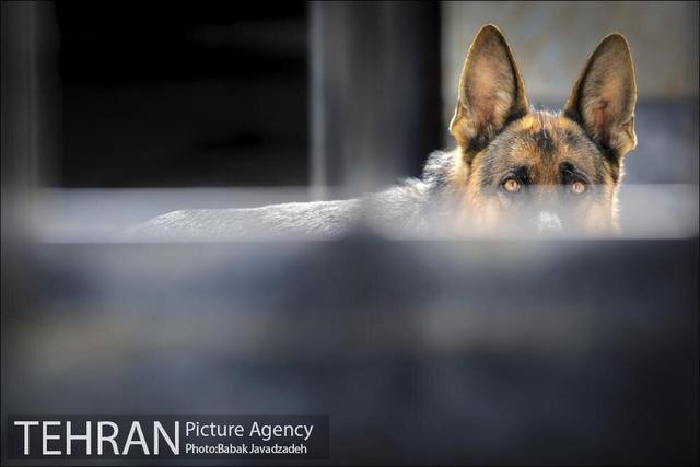 کلینیکهای سیار عقیمسازی سگهای ولگرد در مناطق حاشیهای تهران مستقر میشود