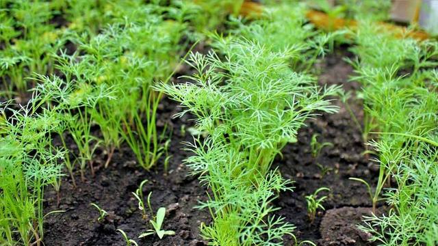 خواص شگفت‌انگیز شوید