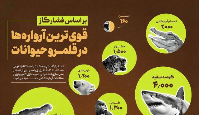 کدام حیوانات آروارههای قویتری دارند؟(+اینفوگرافیک)