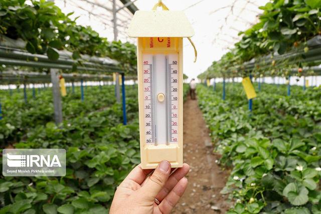 ۱۸۴ واحد گلخانه‌ای در قم فعال است