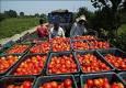 برداشت گوجه‌فرنگی در شهرستان بستک آغاز شد