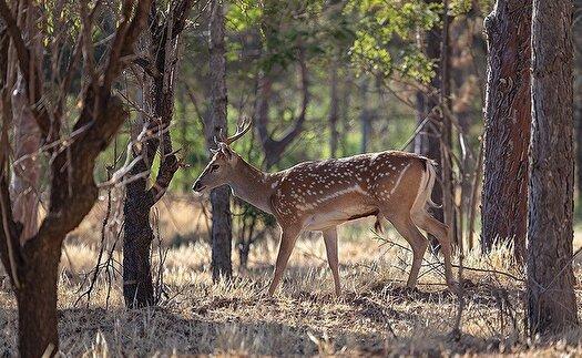 بازدید معاون محیط زیست از مرکز پرورش گوزن زرد ایرانی