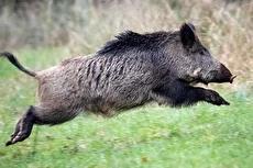 شکار گراز توسط شیر ماده در پارک ملی کنیا (فیلم)