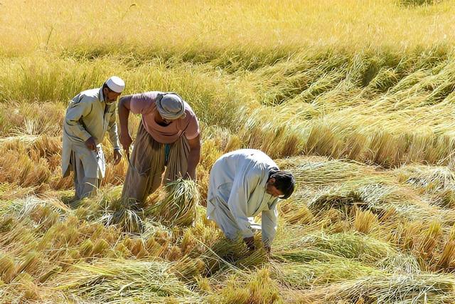 نقش کشت‌های جایگزین و گلخانه‌ای در مدیریت مصرف آب شهرستان رزن