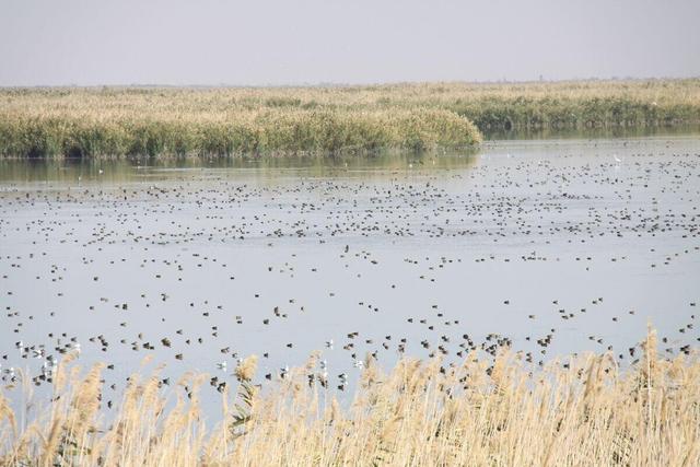 ببینید | حیات دوباره به تالاب کانی‌برازان