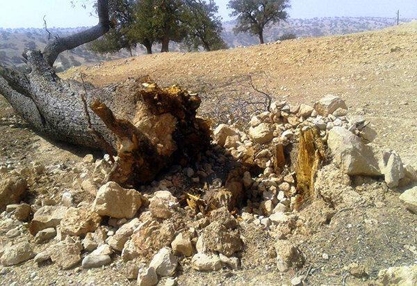 قطع‌کنندگان درختان در بندپی بابل/ واکنش یک مقام قضایی