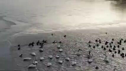 حیات دوباره به تالاب کانی‌برازان