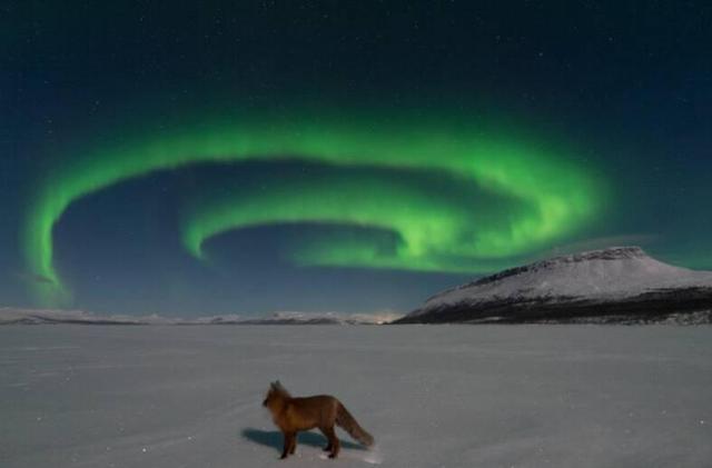 عکس روز ناسا از آتش به پا کردن روباه شمالی!