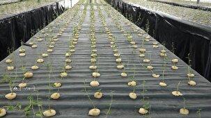 کشت سیب زمینی ایروپونیک