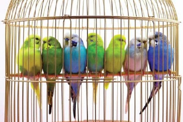 کلامیدیا (تب طوطی) چیست؟ خطر آلودگی برای صاحبان پرندگان زینتی