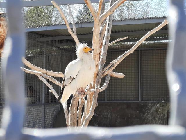 کافیشاپ دیروز، کلینیک حیاتوحش امروز/ ماجرای پردیسان چیست؟