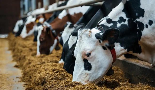 عضو کمیسیون کشاورزی مجلس: مشکلی در تأمین نهاده‌ها تا عید نوروز نداریم