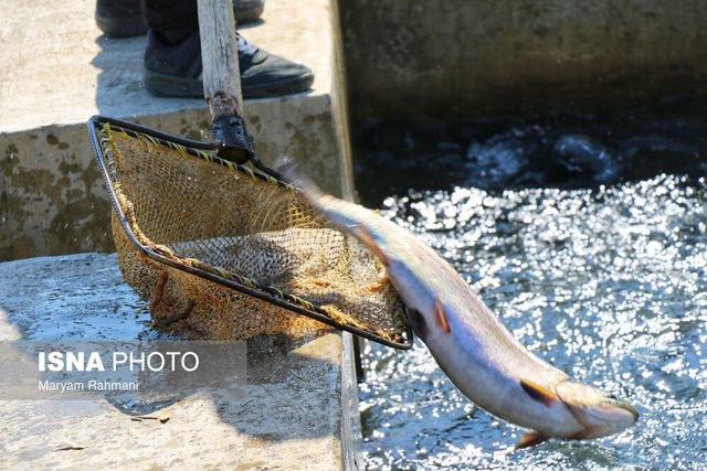 افق روشن آبزی پروری در همدان به عنوان شهر شیلاتی غیر ساحلی کشور