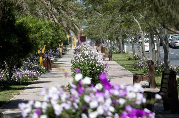 کاشت میلیون ها گل زیبای فصلی برای استقبال شایسته از گردشگران نوروزی کیش