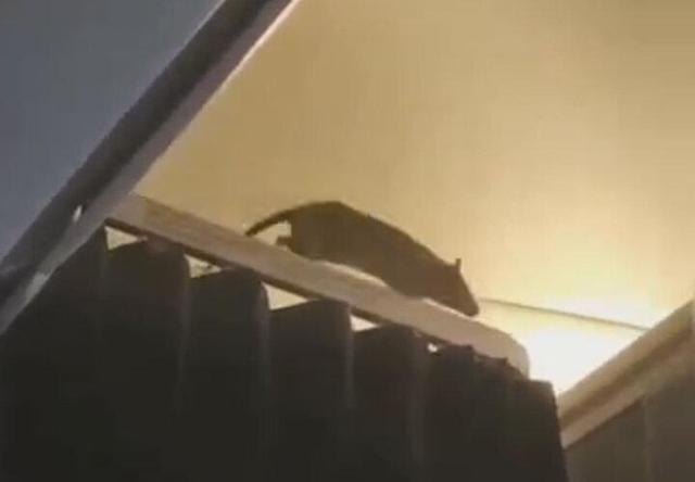 ببینید | ورود موش غول‌پیکر به هواپیمای مسافربری