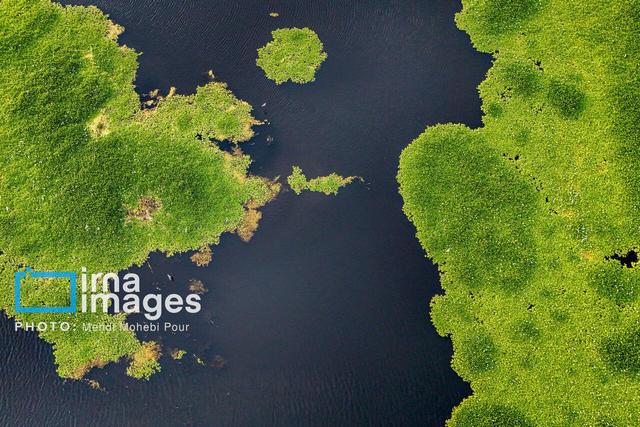 پیشروی شیطان آبی در مازندران/ خطر نابودی آببندان ها را جدی بگریم