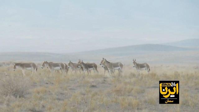 فیلم | گلههای گورخر ایرانی در سکوت مهربان کویر توران