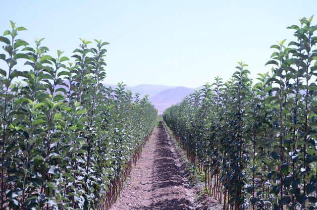 چهار میلیون و ۶۰۰ هزار اصله نهال در مازندران تولید شد