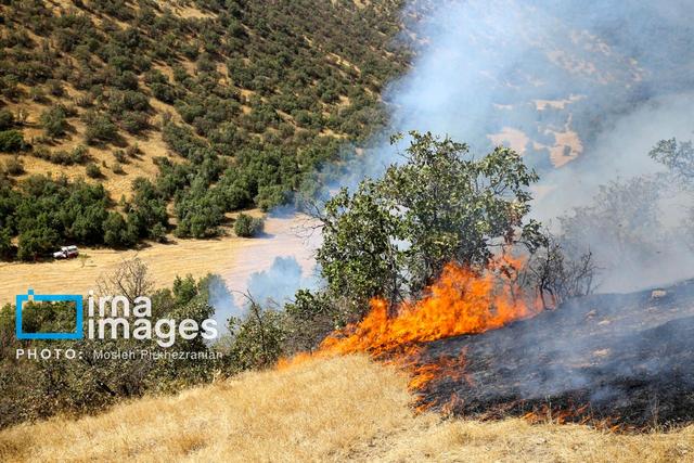 ۲۰ درصد جنگل الیت براثر حریق خسارت دیده است/ عامل انسانی، علت ۹۰ درصد آتشسوزیها