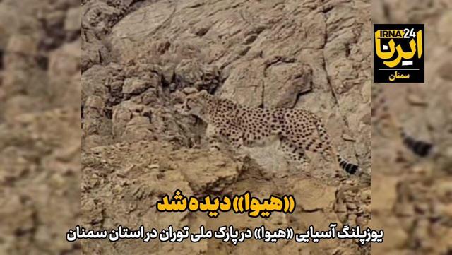 فیلم | «هیوا» دیده شد