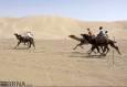 رقابت‌های شترسواری قهرمانی کشور در خور و بیابانک اصفهان برگزار می‌شود