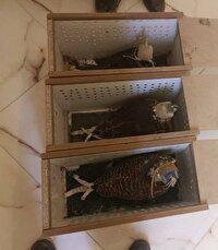 دستگیری و بازداشت شکارچیان گونه ارزشمند شاهین