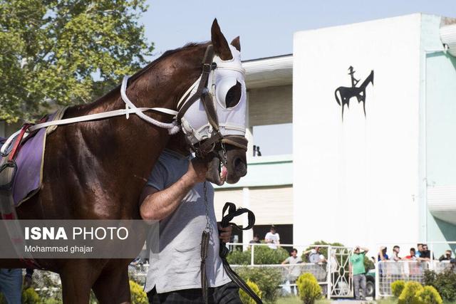 نامه عجیب فدراسیون سوارکاری به وزارت جهاد کشاورزی