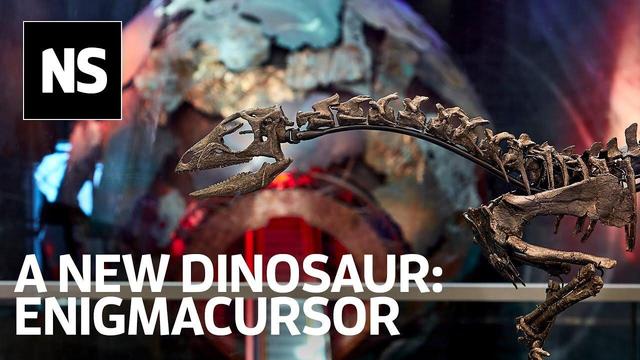 یک کشف شگفتانگیز از جمجمه کمیاب «دایناسورهای نسل جدید»