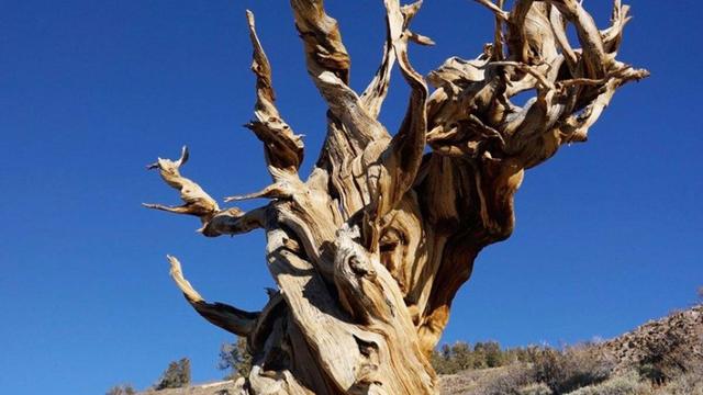 قدیمیترین موجود زنده زمین که توسط انسان از بین رفت