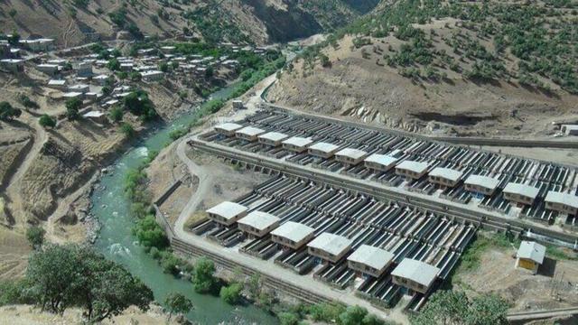 تولید سالانه ۵ هزار و ۵۷۷ تن آبزی در کردستان| صادرات ۶۰۰ تن به داخل و خارج از کشور