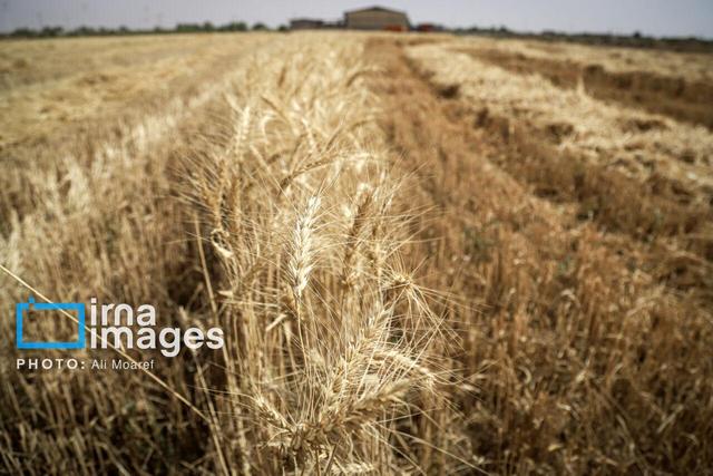 خوزستان، قطب تولید گندم