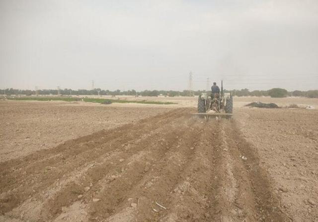 ۳۶ هزار و ۵۰۰ هکتار از اراضی بوشهر زیر کشت گندم رفت