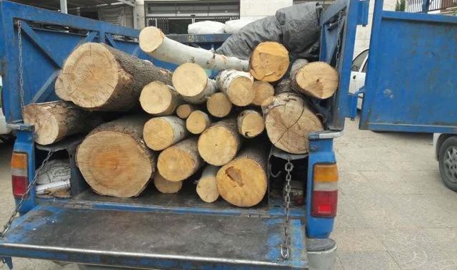 هشت تن هیزم جنگلی در اردبیل کشف شد