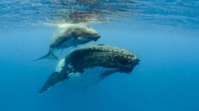 نقشه عجیب والهای گوژپشت برای شکار ماهی سوژه شد +ویدیو