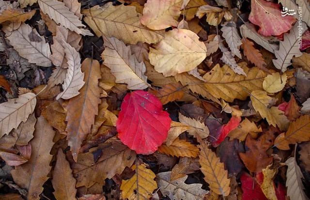 عکس/ پاییز هزار رنگ جنگل‌های شمال