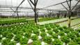 توسعه کشت‌های گلخانه‌ای؛ فعالیت ۲۵ هکتار گلخانه در شهرستان قزوین