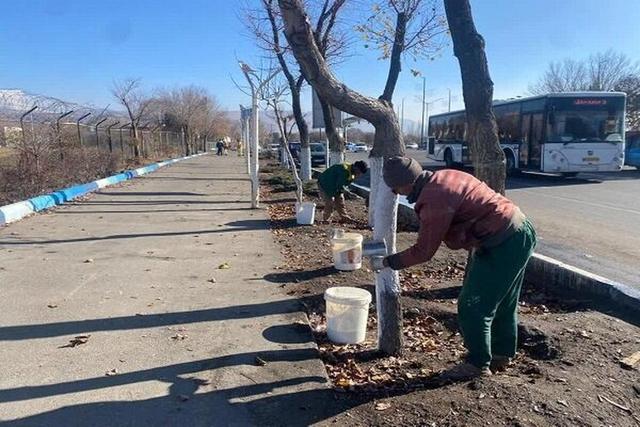 تداوم عملیات حفاظتی درختان در سطح شهر تبریز با تمرکز بر محورهای پرتردد