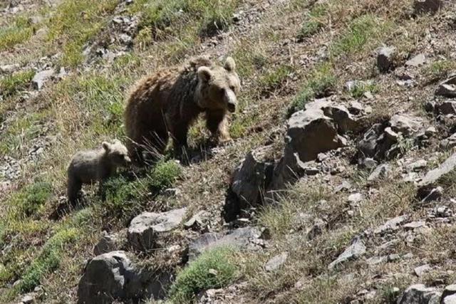 خانواده خرس قهوه‌ای در دنا دیده شد