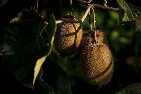 برداشت ۹۸ درصدی کیوی از باغات گیلان