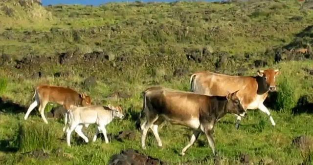 این گاوهای فراموش‌شده‌ ۱۳۰ سال در جزیره متروکه زندگی کردند