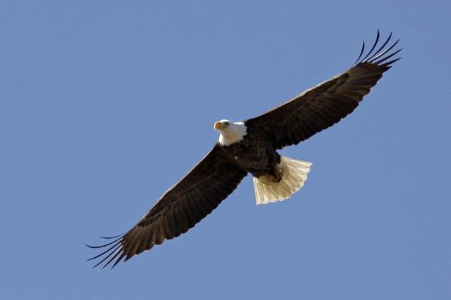 ببینید | حرکت عاشقانه عقاب نر؛ پیشکش طعمه به عقاب ماده در دل آسمان