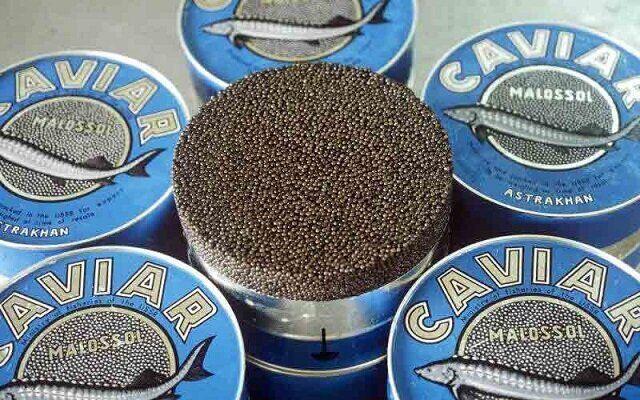 برداشت ۱۶۲ کیلوگرم خاویار از مزارع پرورش ماهی استان تهران