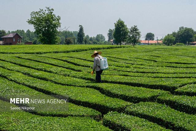 صادرات چای ۴۸ درصد افزایش یافت