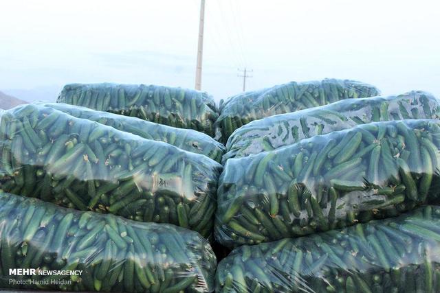 عرضه گسترده خیار سبز در میادین تره بار هشتبندی هرمزگان