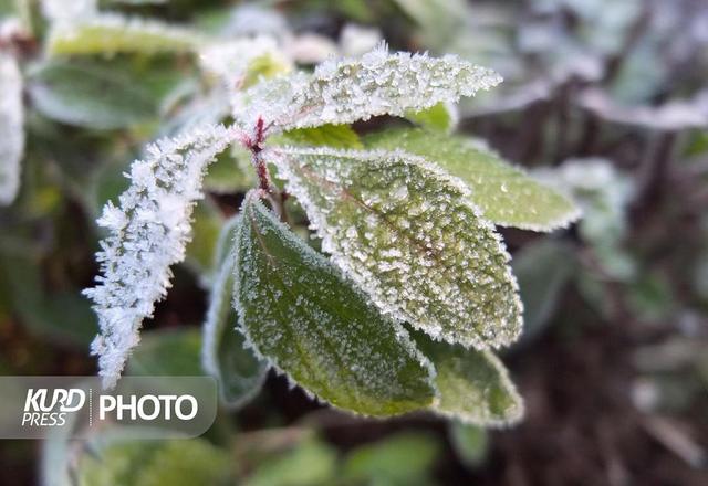 کاهش ۷ درجه ای دما و بارش پراکنده برف در کردستان