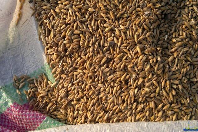 «تریتیکاله» جایگزین نهادههای وارداتی/ آیا هورموندرمانی مرغها واقعیت دارد؟ + فیلم